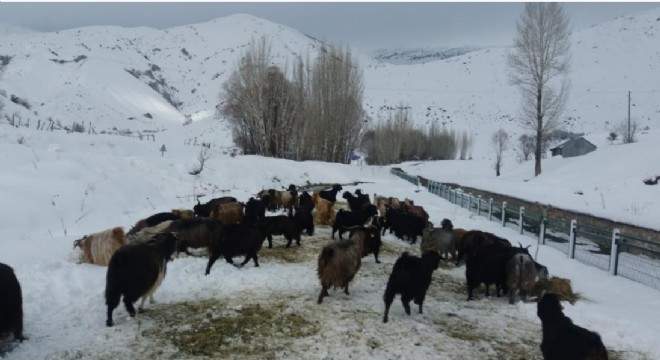  Karlıova'da besicilerin kış mücadelesi
